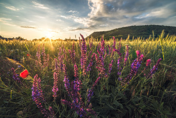 Naklejka premium Golden Field and Flowers Illuminated by Setting Sun with Braunsberg Hill and Cloudy Sky in the Background