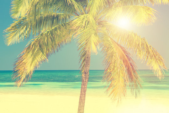 Sunny beach with palm tree, Cayo Levisa, Cuba