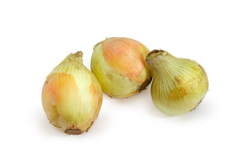 Three young bulb onion on a white background