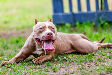 fighting dog in the park for a walk, Bull