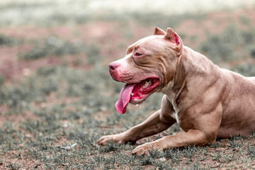 fighting dog in the park for a walk, Bull