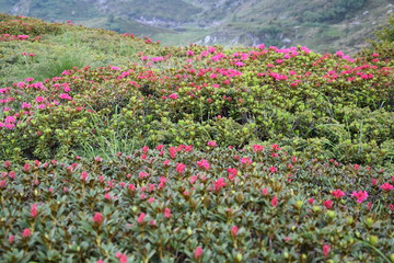 fiori di montagna