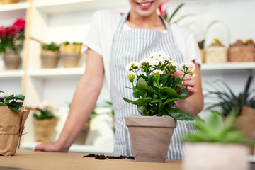Beautiful plants. Selective focus of a flower with a professional female florist in the background