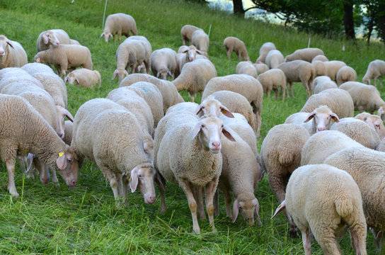 Schafe in der Rhön