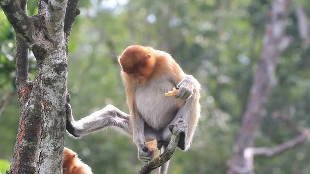 Proboscis Monkeys 