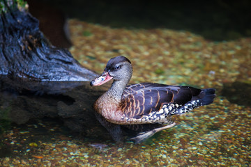 Amazing whistling duck swims on pond