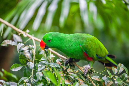 Green eclectus parrot sitting on branch