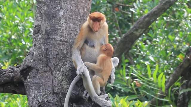 Proboscis Monkeys mother breastfeeding baby  