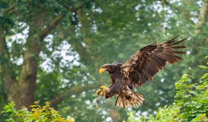 falconry with a brown eagle