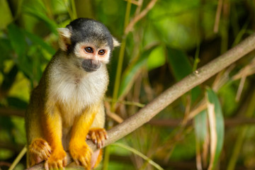 squirrel monkey portrait