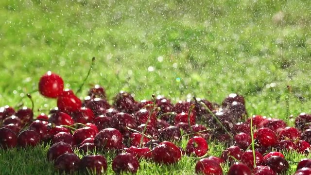 Red berries of ripe cherries fall on the green grass in slow motion