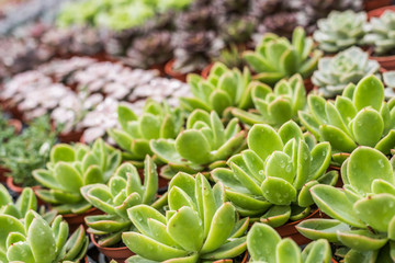 green cactus pot