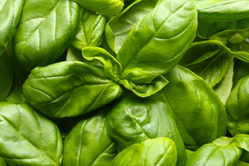 Fresh basil leaves, top view