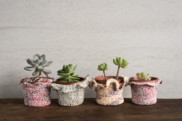 green cactus pot