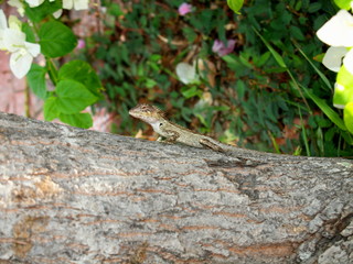 Lizard