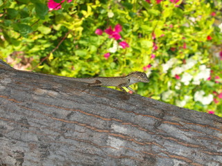 Lizard