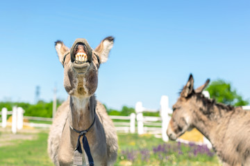 Funny laughing donkey. Portrait of cute livestock animal showing teeth in smile. Couple of grey...