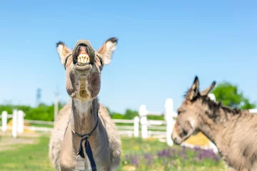 Muurstickers Funny laughing donkey. Portrait of cute livestock animal showing teeth in smile. Couple of grey donkeys on pasture at farm. Humor and positive emotions concept © Kirill Gorlov