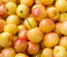 ripe eco-friendly sweet cherry