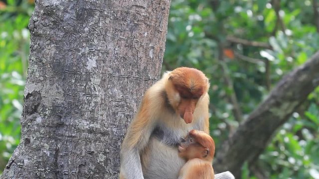 Proboscis Monkeys mother breastfeeding baby  