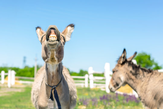 Funny laughing donkey. Portrait of cute livestock animal showing teeth in smile. Couple of grey donkeys on pasture at farm. Humor and positive emotions concept