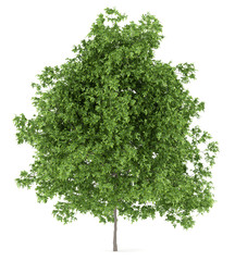 Obraz premium lemon tree isolated on white background