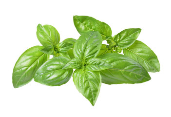 fresh basil leaves isolated on white background