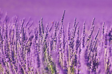 Campi di Lavanda in Provenza, Francia