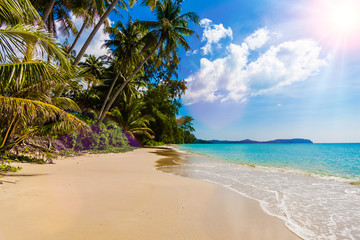 beach with palm tree over the sand