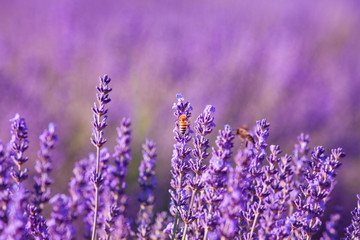 Impollinazione delle api, miele di lavanda, Provenza, Francia