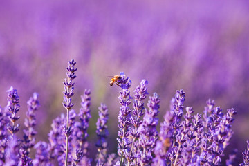Impollinazione delle api, miele di lavanda, Provenza, Francia