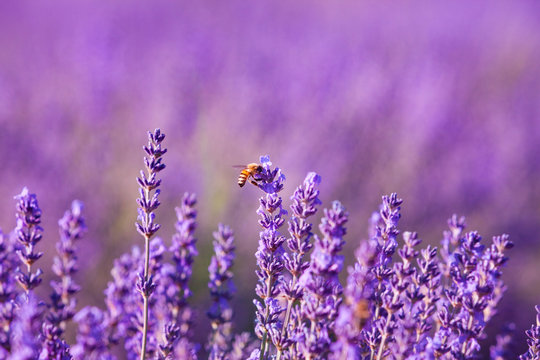 Impollinazione delle api, miele di lavanda, Provenza, Francia