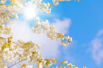 Branch blooming tree on blue sky.  Spring blossom background