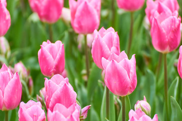 クリスマスドリーム　チューリップ