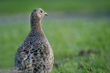 An unusual view point of a female pheasant from behind with her looking to the right into an empty space