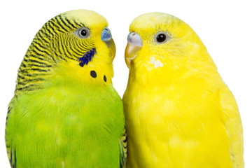 wavy parrots sit together on a white background Isolated
