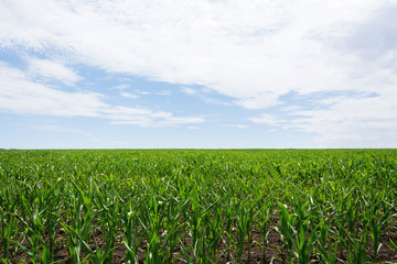 Field green with growing corn on a background of blue sky with clouds. Agriculture.Ukraine 