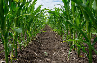 Growing green corn closeup, planted in neat rows, against a blue sky with clouds. Agriculture.Ukraine 