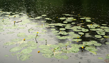 Желтые кувшинки в пруду