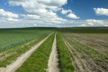 Fototapeta na wymiar Green field and road to horizon