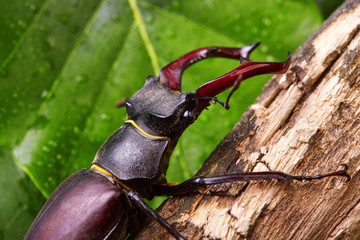 Closeup stag beetle sitting on the wooden branch . beetles background