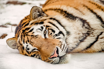 Portrait of the Tiger in winter
