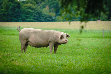 Pig portrait. Pig at pig farm