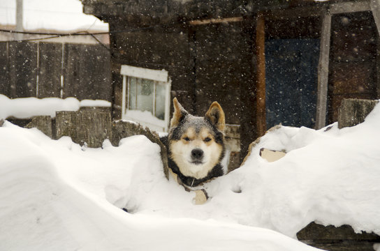 Dog in the snow. Siberian rock