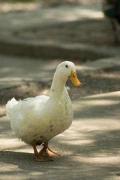 White Duck Walking