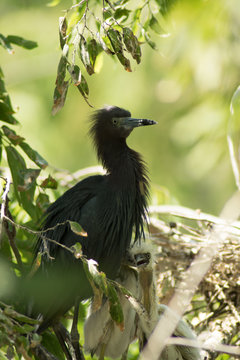 Black Egret and Babies 2