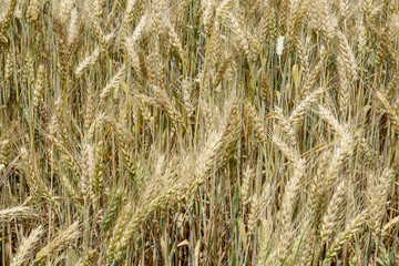Fototapeta premium Field of ripening grain, barley, rye or wheat in the summer. Agriculture.Ukraine