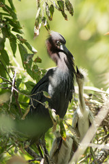 Black Egret and Babies 1