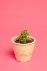 Beautiful pattern of green succulent isolated on pink background.