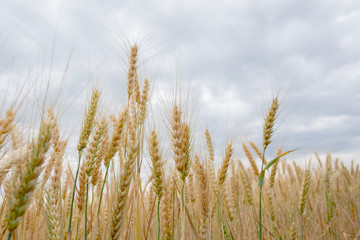 Field of ripening grain, barley, rye or wheat in the summer against the cloudy sky. Agriculture.Ukraine
